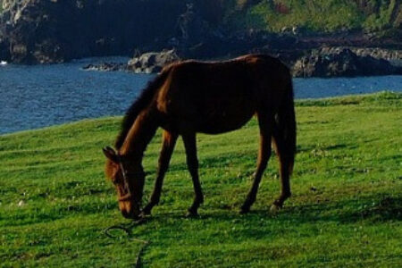 2025年2月22日（土）注目馬☆推薦馬＆参考買い目