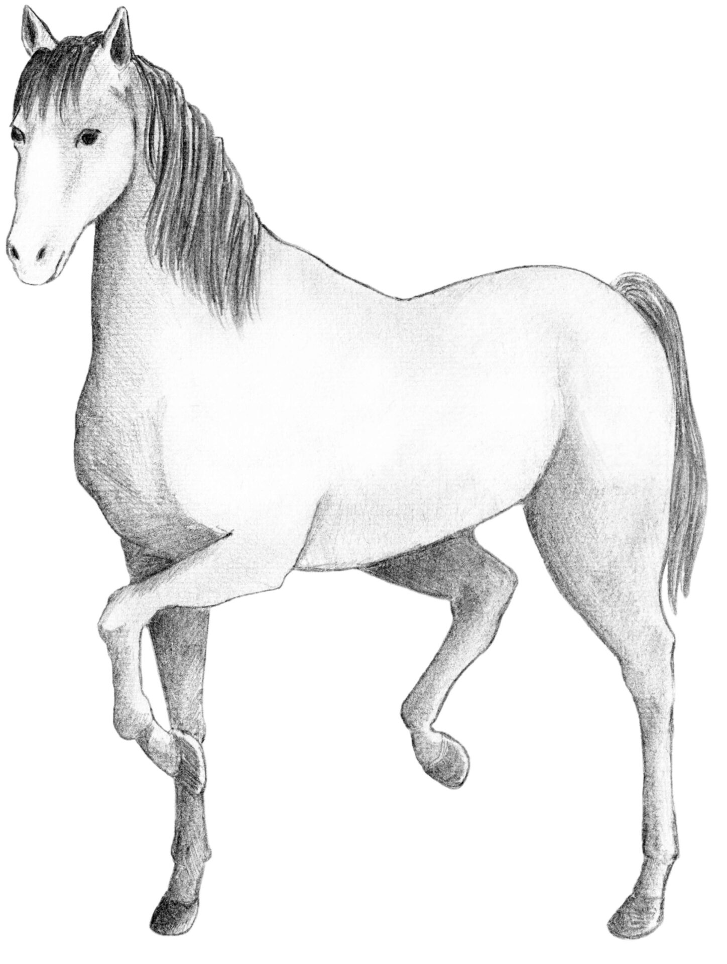今週の注目馬☆推薦馬