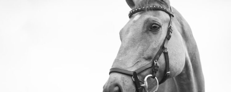 今週の注目馬☆推薦馬