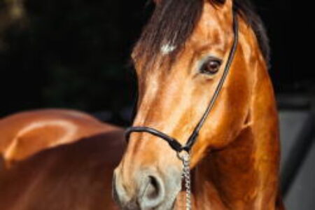 今年も進化する独自データにご期待ください！【2024年度　券種別成績】