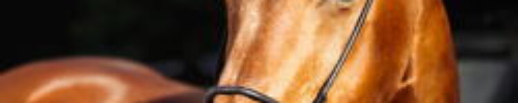 2025年10月13日（月）注目馬☆推薦馬＆参考買い目