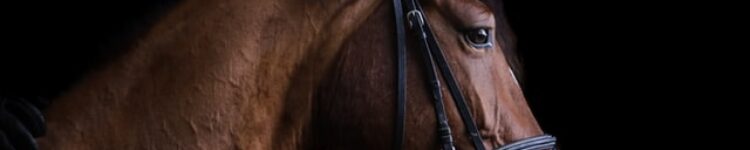 走破タイムで見るレース
