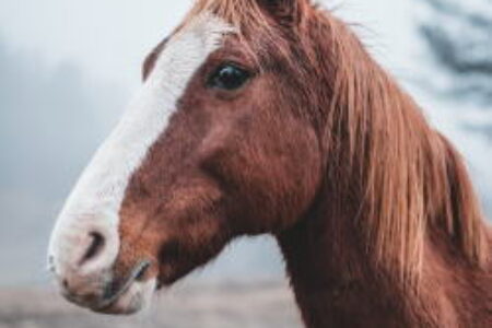 2025年4月19日（土）注目馬☆推薦馬＆参考買い目