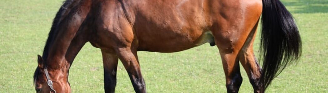 2021年10月24日（日）注目馬☆推薦馬＆参考買い目