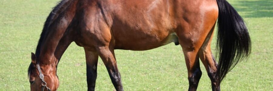 2021年10月24日（日）注目馬☆推薦馬＆参考買い目