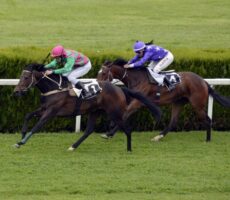 horse-racing-1577292_1280