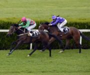 horse-racing-1577292_1280-2