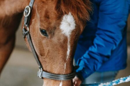 2025年2月10日（月）注目馬☆推薦馬＆参考買い目