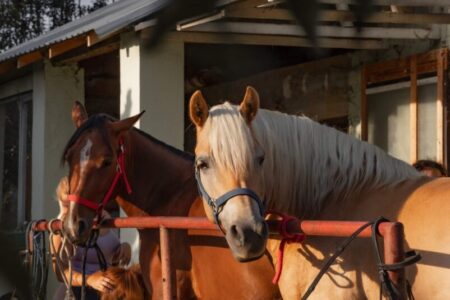 2025年3月23日（日）注目馬☆推薦馬＆参考買い目