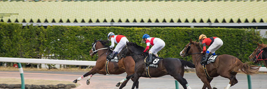 2023年11月5日（日）注目馬☆推薦馬＆参考買い目