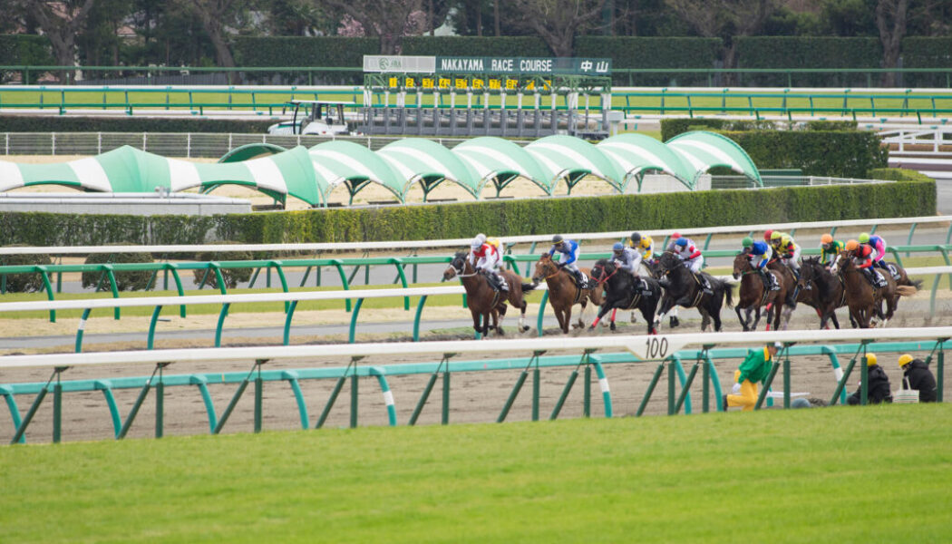 2026年2月15日（日）注目馬☆推薦馬＆参考買い目