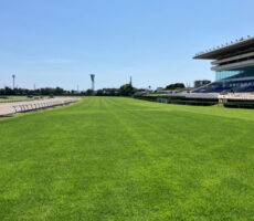 中山競馬