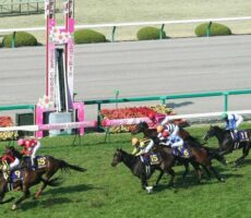 阪神競馬
